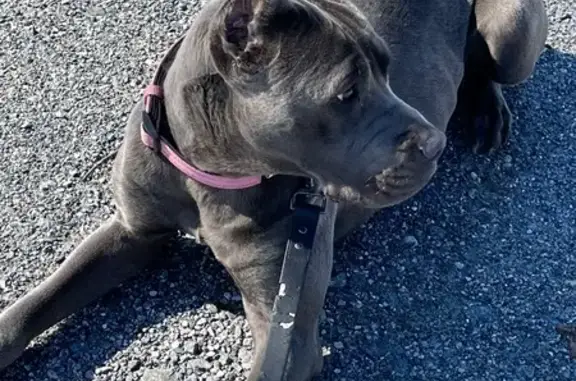 Lost Blue Cane Corso Puppy in Ellendale