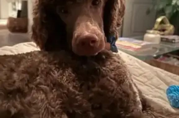 Lost: Coffee Brown Poodle in Falls Church