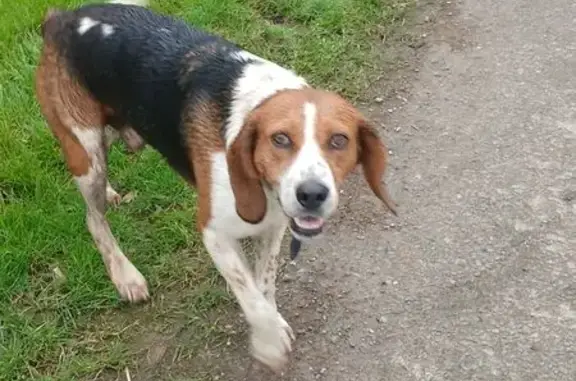 Chien trouvé , photo: Beagle trouvé à Saint-Connec