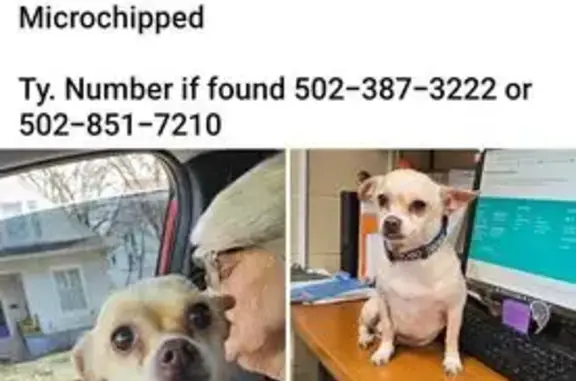 Lost Chihuahua: Help Find Our Beloved Pet!