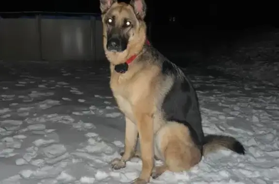 Lost: Female German Shepherd in Hawley