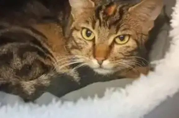 Animaux perdus Monéteau, photo: Chatte tigrée Louna perdue à Sougères