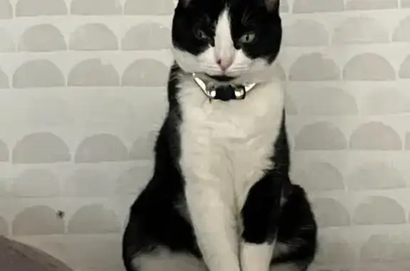Animaux perdus Bourguébus, photo: Chatte noire et blanche perdue à Bourguébus