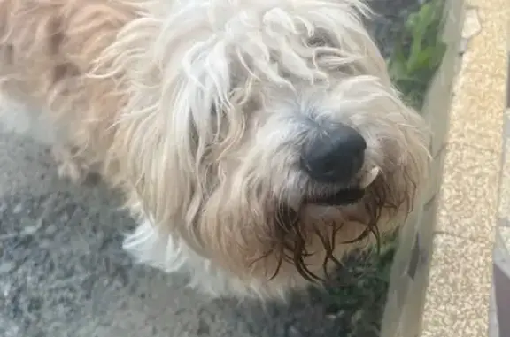 Chien trouvé , photo: Chien beige-blanc trouvé à Chemillé-en-Anjou