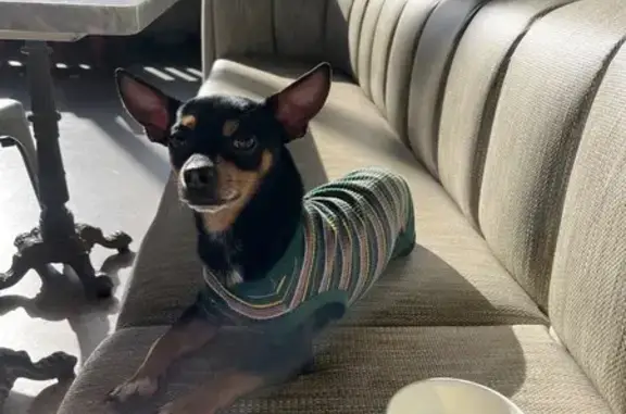 Lost Chihuahua/Min Pin on McKellips Rd