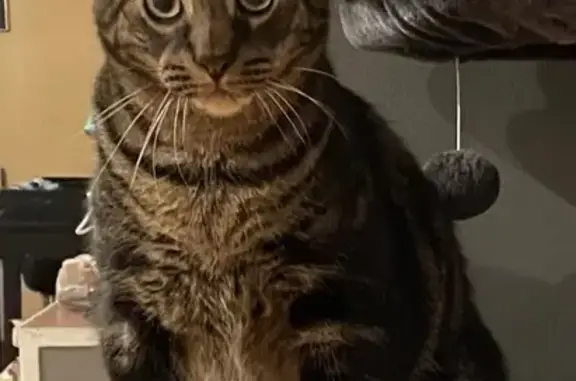 Missing Tabby: Friendly, Green Collar