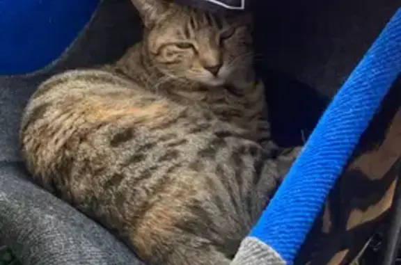 Animaux perdus Bordes, photo: Chatte tachetée disparue à Bordes