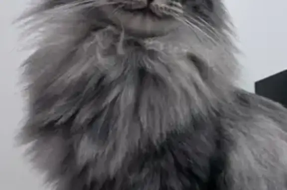 Animaux perdus Rillieux-la-Pape, photo: Chatte grise perdue à Rillieux-la-Pape