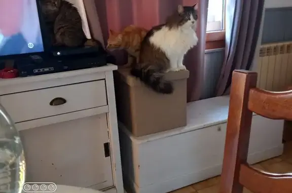 Chat gris-blanc disparu à Écouis - photo