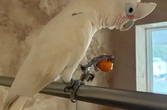 Chatty Goffin Cockatoo Missing...