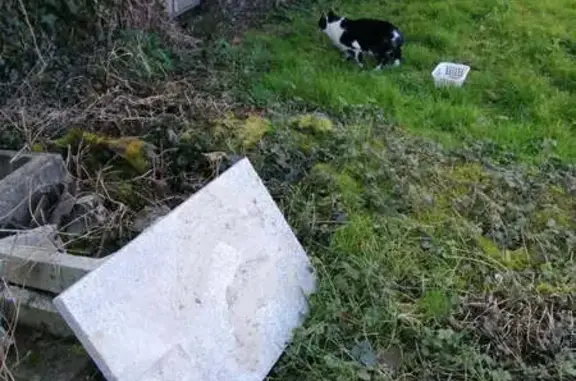Animaux trouvés Dasle, photo: Chat trouvé à Dasle, Rue Centrale 15