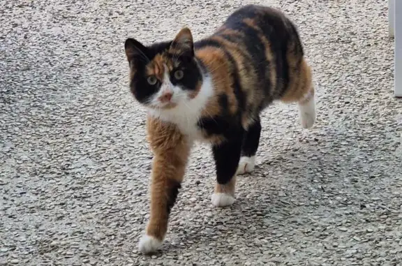 Chat trouvé Périgny, photo: Jeune chatte trouvée à Périgny-sur-Yerres