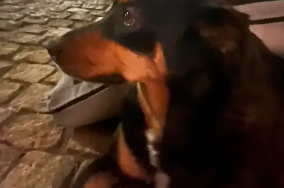 Chien trouvé , photo: Chienne trouvée sans collier à Pietrosella