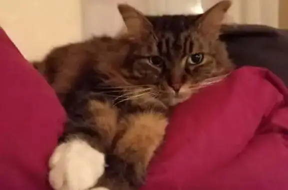 Chat mâle 4 ans perdu à Cherbourg - photo
