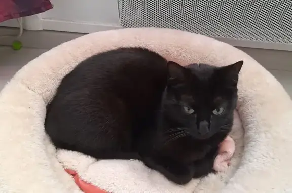 Chat perdu, Fontenay-aux-Roses, photo: Chatte noire perdue à Fontenay-aux-Roses