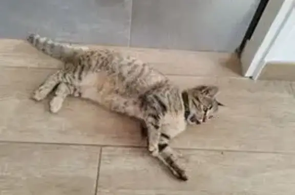 Animaux perdus Saint-Nazaire, photo: Chatte 10 mois perdue, collier vert, St-Nazaire