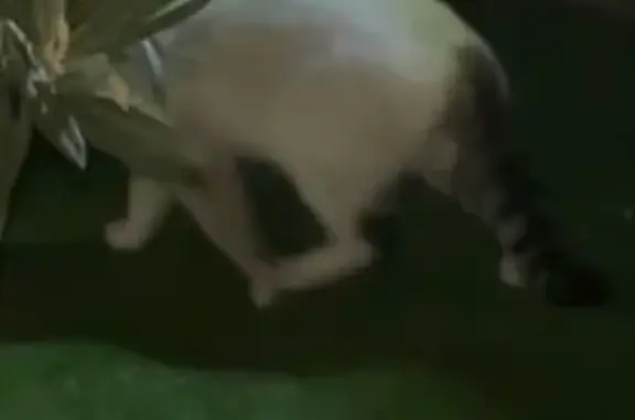 Chat blanc tigré trouvé à Gagny - photo