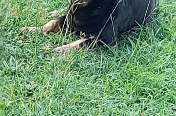 Chien noir trouvé à Le Gosier, Guadeloupe - photo