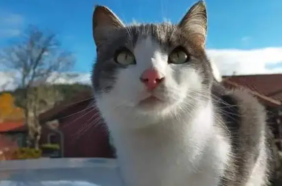 Chat perdu, , photo: Chat perdu près de la boulangerie