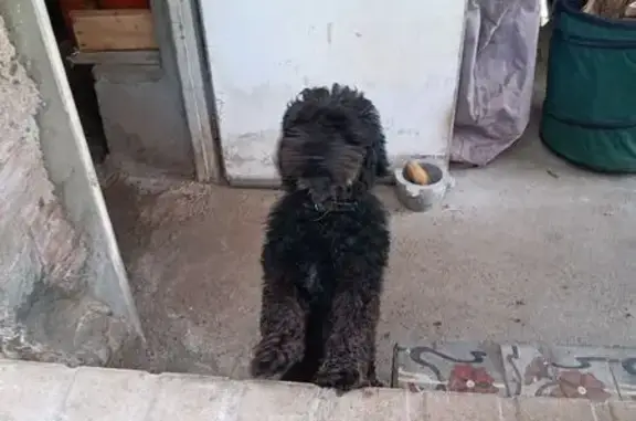 Chien trouvé , photo: Chien trouvé sur Route de Villandraut
