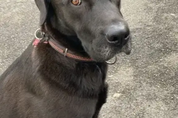 Chien Labrador noir perdu à Strasbourg - photo