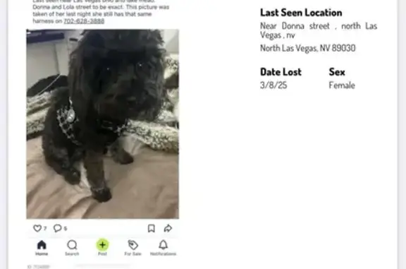 Missing: Rosie the Yorkie Poo in Vegas