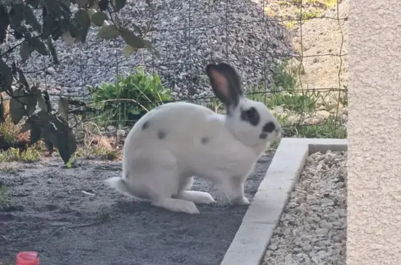 Animaux trouvés Parentis-en-Born, photo: Lapin trouvé à Parentis-en-Born