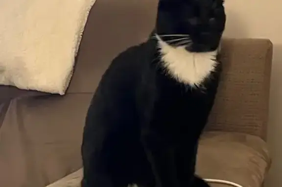 Animaux perdus Romagnat, photo: Chatte noire aveugle perdue à Romagnat