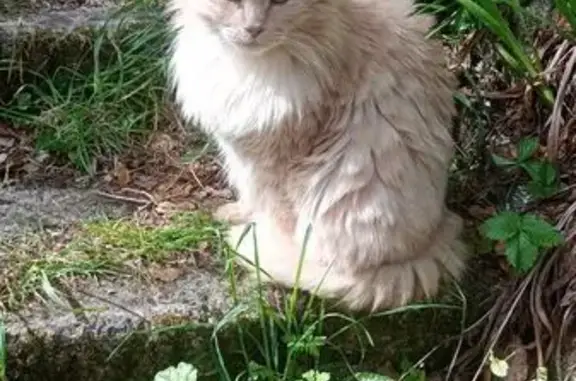 Animaux perdus Huelgoat, photo: Chat jaune perdu, Huelgoat, poils longs