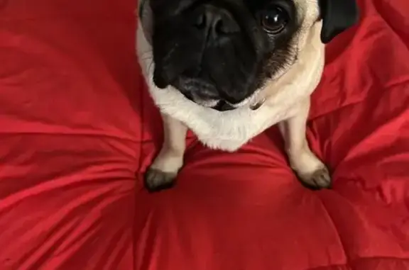 Lost Fawn Pug in Johnston, RI: Help!