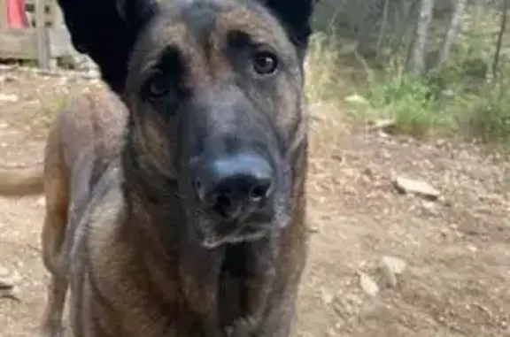 Malinois femelle 11 ans perdue à Meyrargues - photo