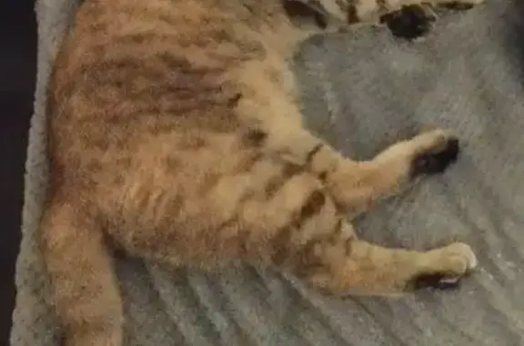 Animaux perdus Villenave-d'Ornon, photo: Chatte tigrée disparue à Villenave-d'Ornon