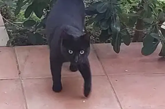 Jeune chat mâle trouvé à Toulon - photo
