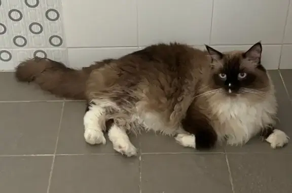 Lost Ragdoll Cat: Grey & White in Jurong