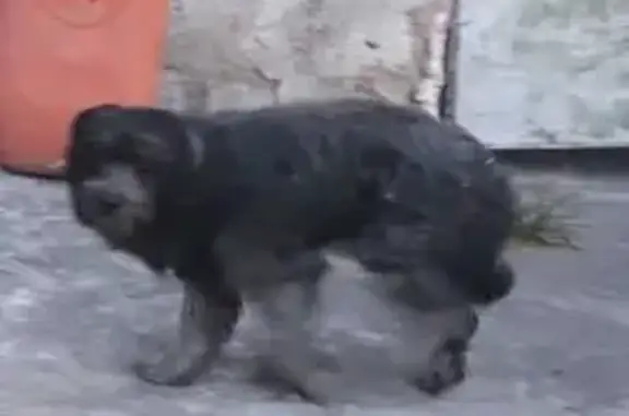 Ajude a Encontrar Poldo, Cachorro Perdido!