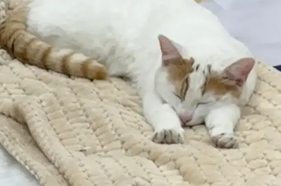 Chatte blanche-crème perdue à Montrevault - photo