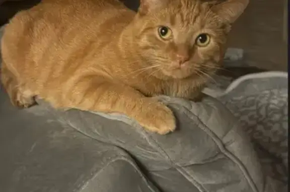 Help Find Our Missing Orange Cat!