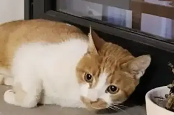 Chat mâle roux et blanc trouvé à Vienne - photo