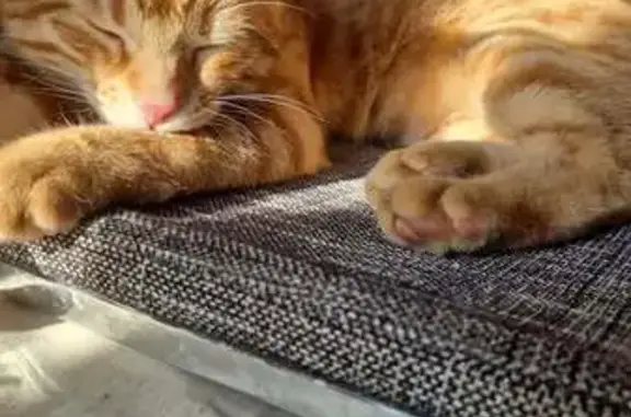Animaux perdus Vénissieux, photo: Chat roux rayé perdu à Vénissieux