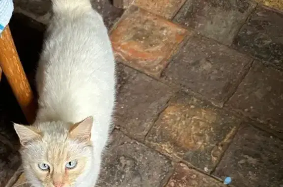 Animaux trouvés , photo: Chat sable trouvé, affectueux et craintif