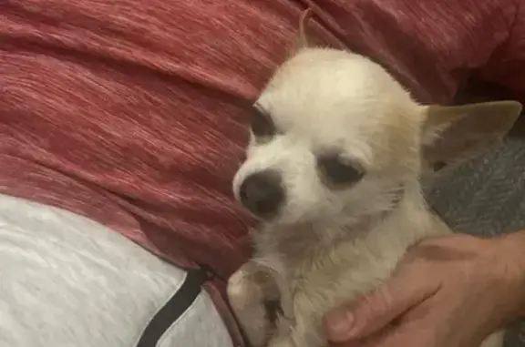 Lost Chihuahua: Cure, 3lbs, Pony Dr, NM