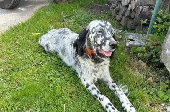 Setter anglais noir et blanc perdu à La Tour-de-Sçay - photo
