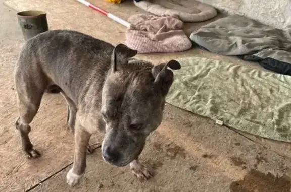 Chien trouvé , photo: Pitbull femelle zébrée trouvée à Orist