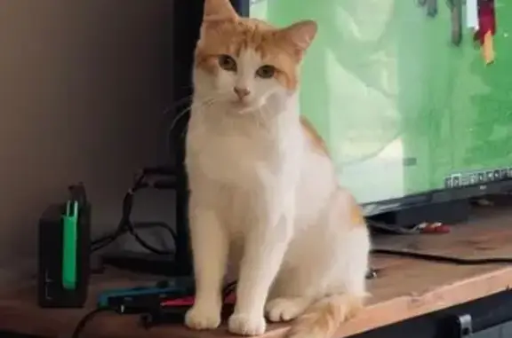 Chat blanc et roux perdu à Luçon - photo
