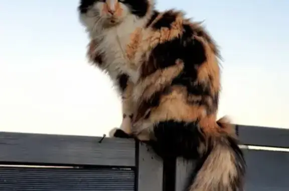 Chat perdu, Moissac, photo: Chatte tricolore disparue à Moissac
