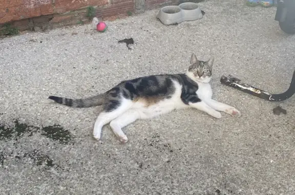 Animaux perdus Drancy, photo: Chat européen perdu à Drancy