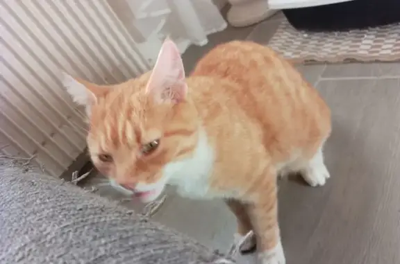 Animaux perdus , photo: Jeune chat roux perdu à Labergement