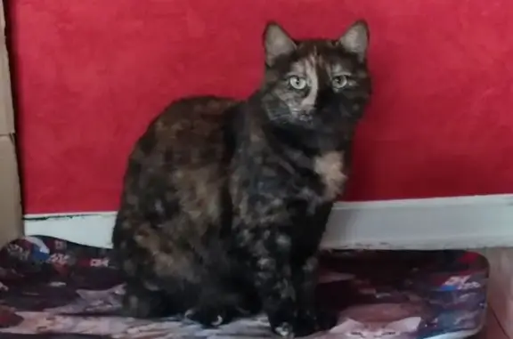 Chat écaille Praline perdue à St-Memmie - photo