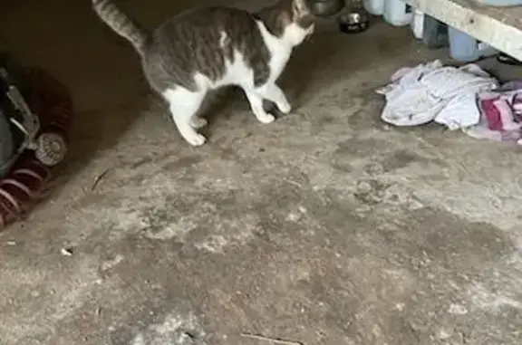 Animaux trouvés , photo: Chat mâle gris/blanc trouvé à Chailloué