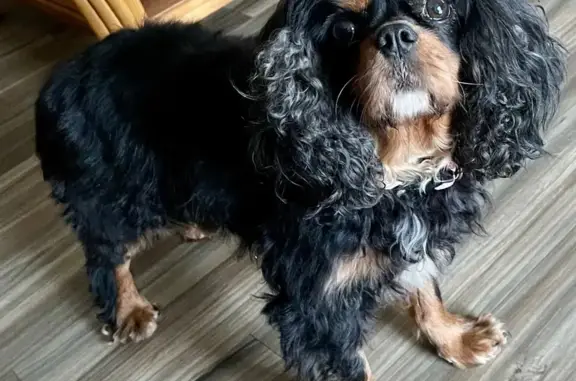 Lost King Charles Spaniel: Kahlua, St. Augustine